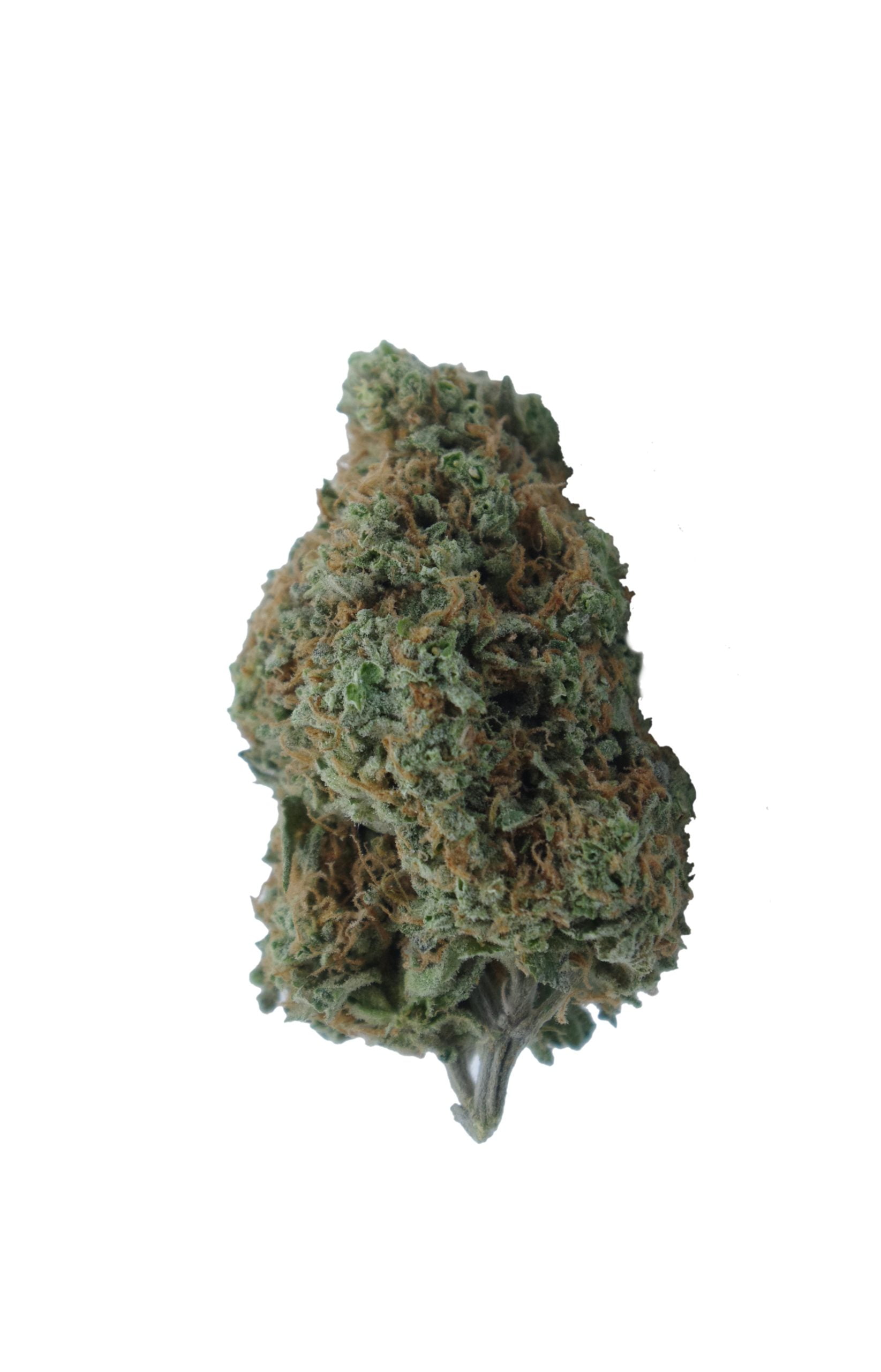stardawg bud scaled Stardawg (Oz Special)