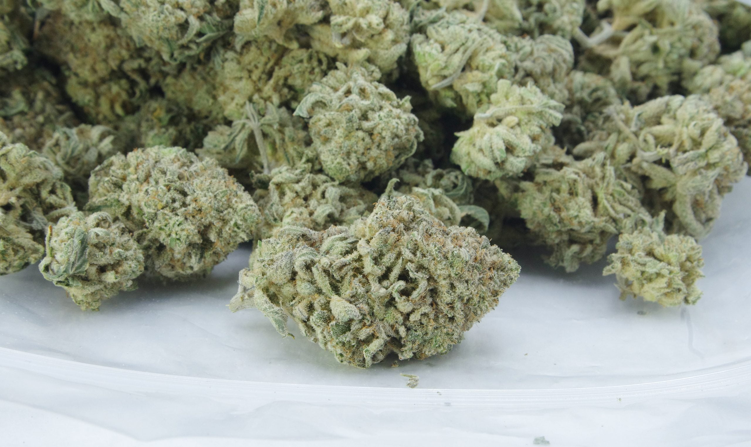 zombie og bag scaled Zombie OG (Oz Special)