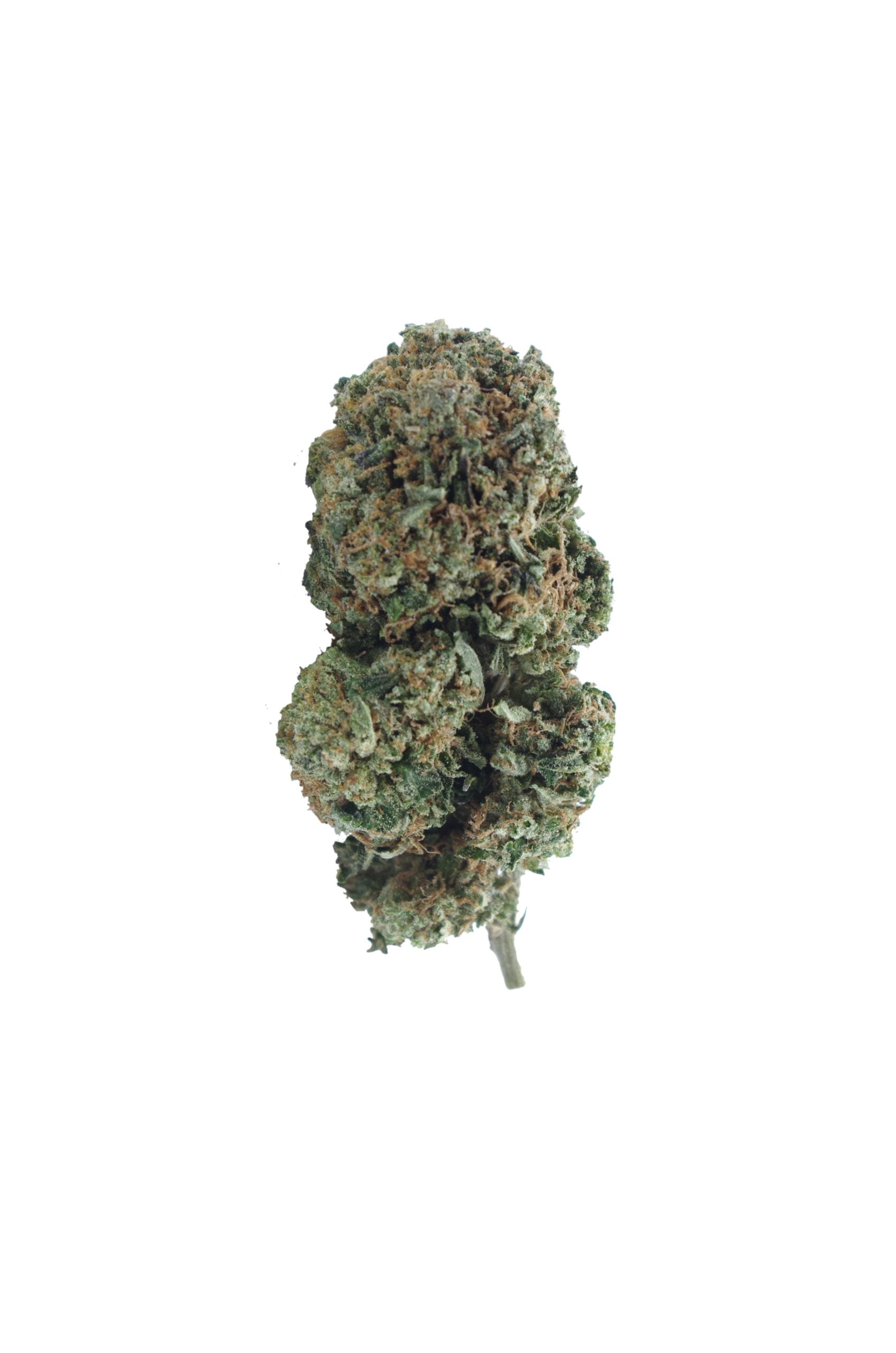Rock Tuna bud 2 scaled Rock Tuna (3.5G)