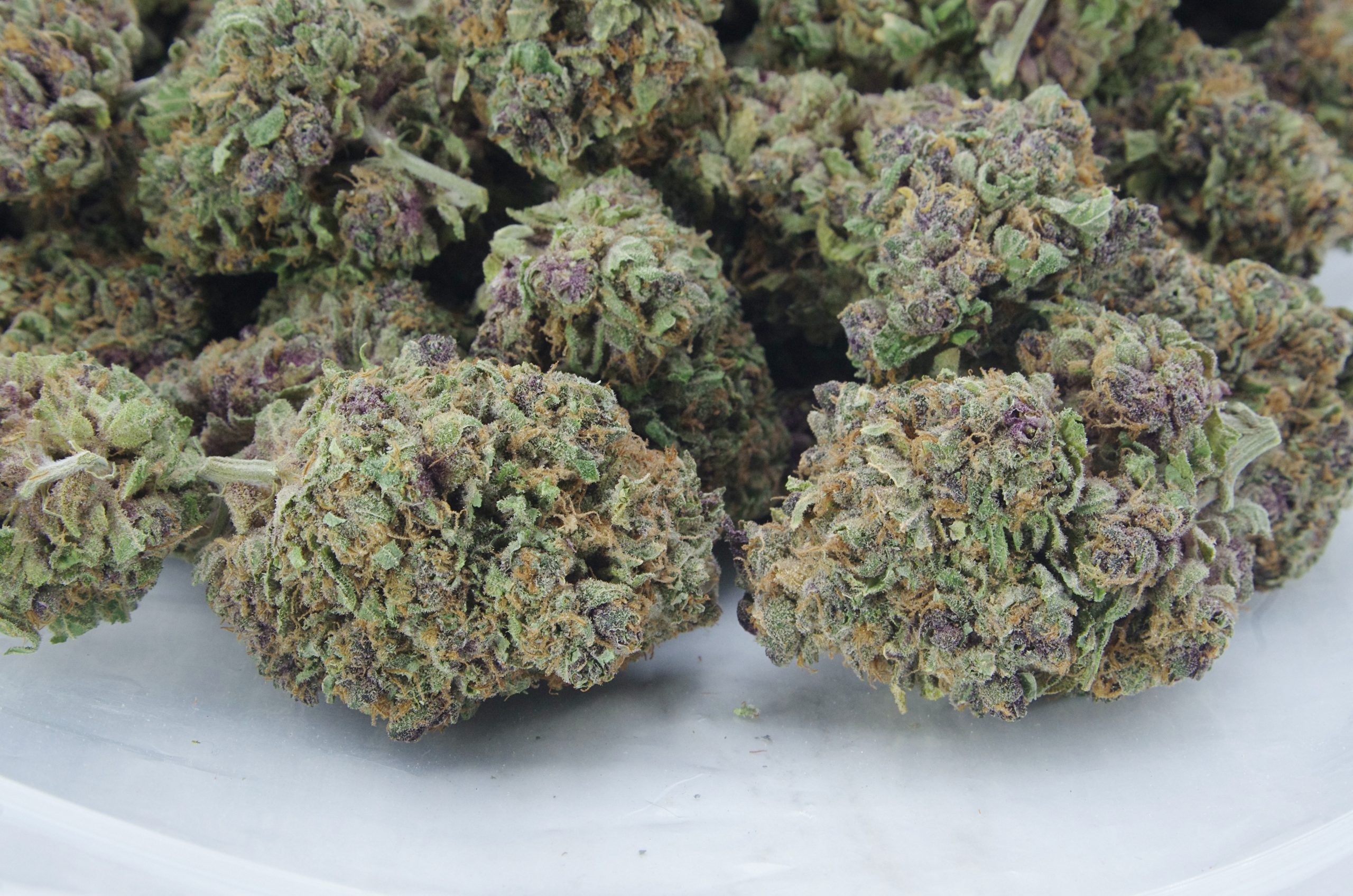 berry haze bag scaled Berry Haze Oz Special