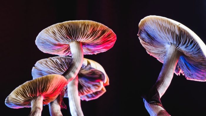 Psychedelics e1676008846884 Psychedelics e1676008846884