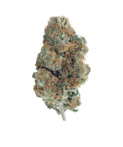 buy red congo online