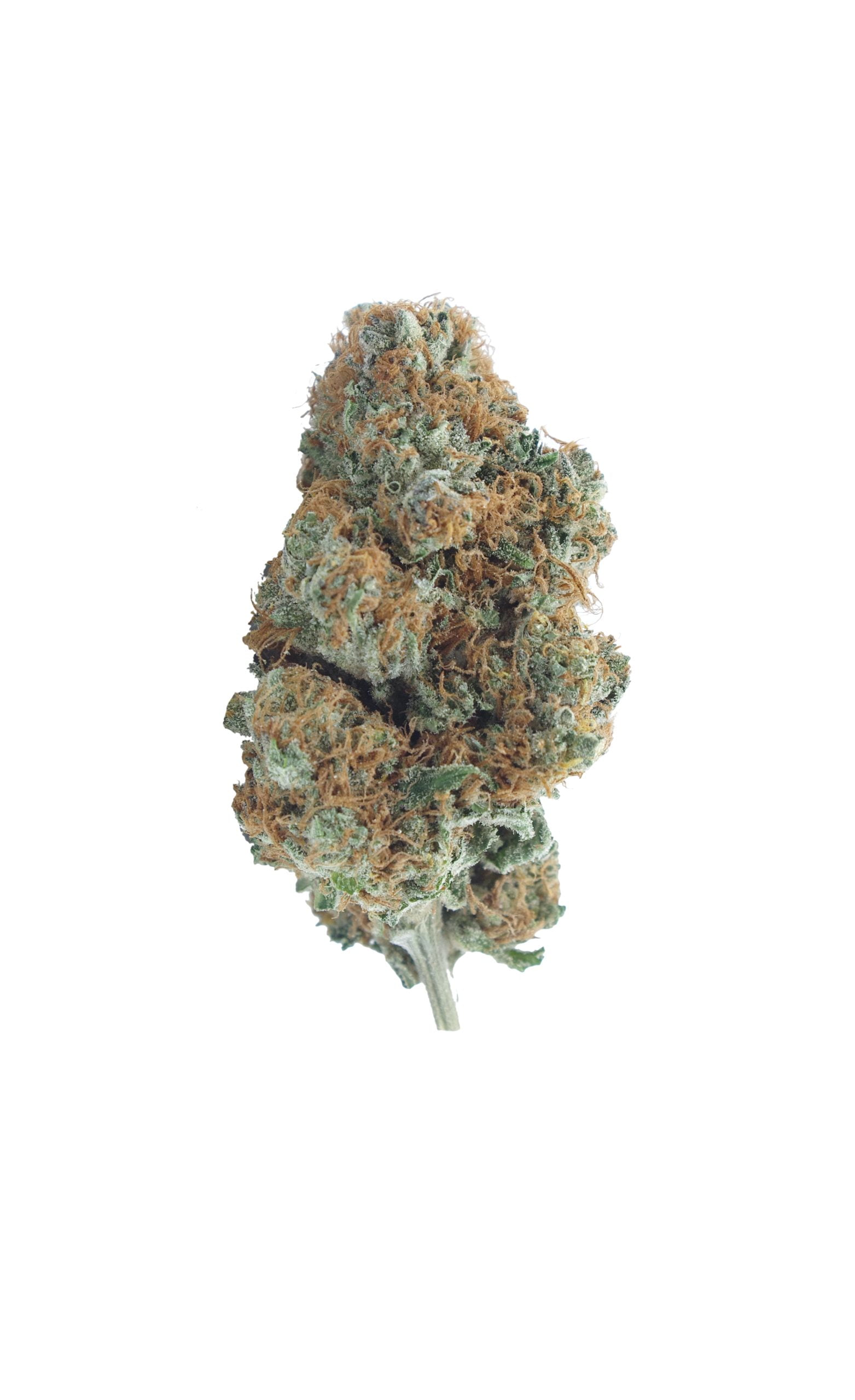 Red congo budd scaled Red Congo (1/8ths)