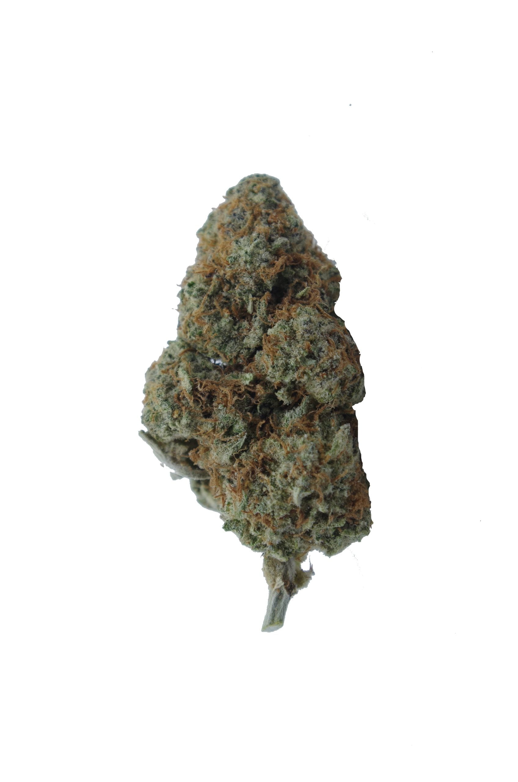 dosido bud scaled Dosidos (Oz Special)