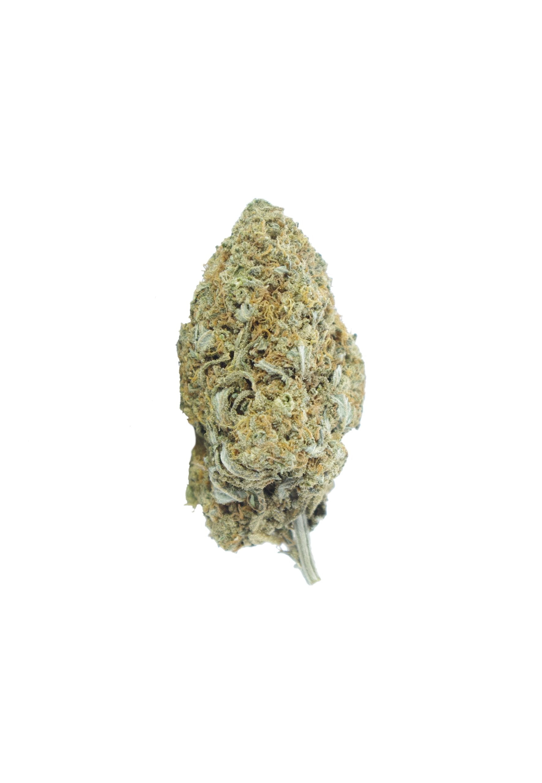 gsc bud 2 scaled GSC Oz Special