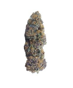 buy orange dream online