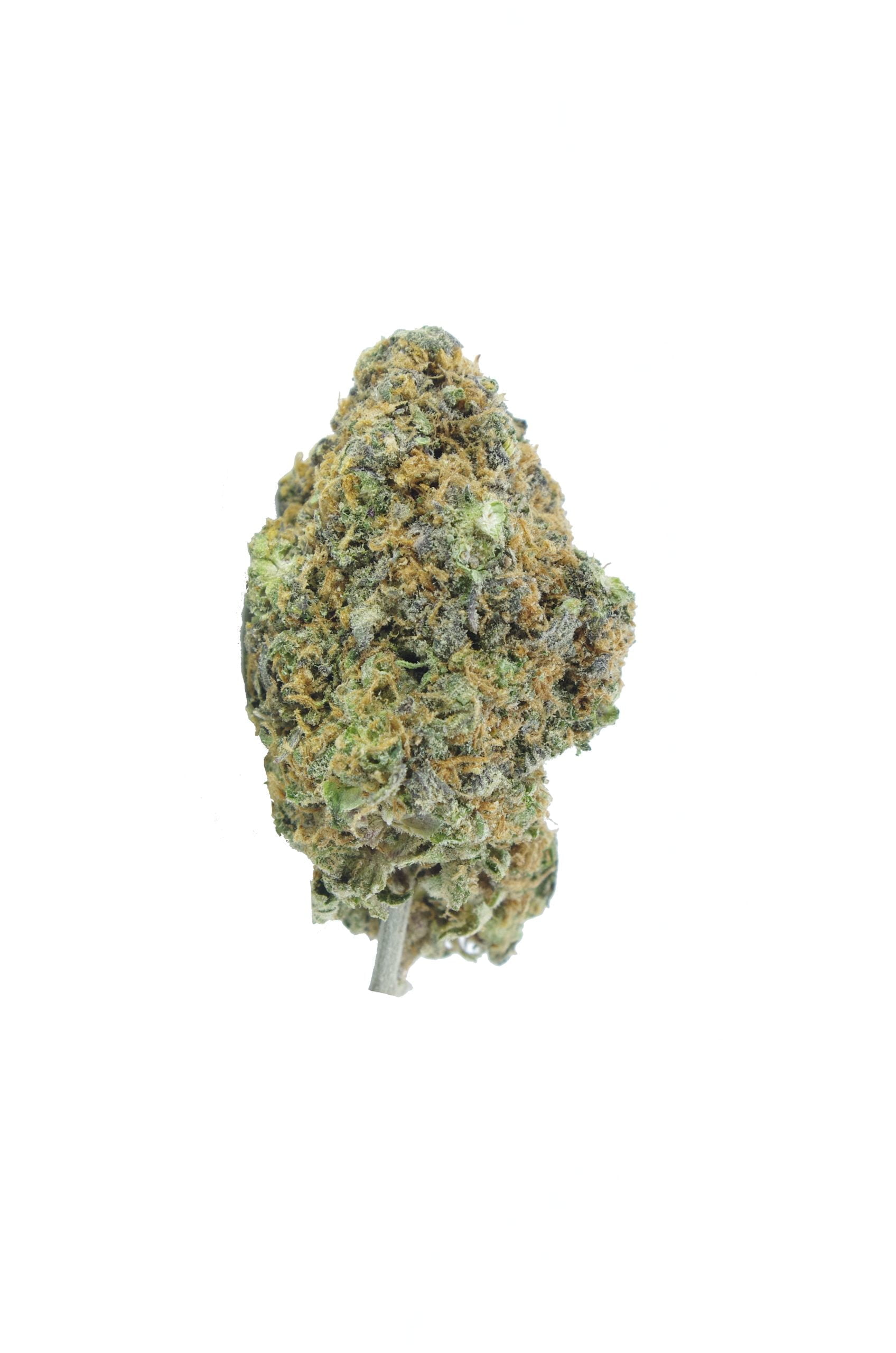 tropic truffle bud scaled Tropic Truffle (1/8ths)