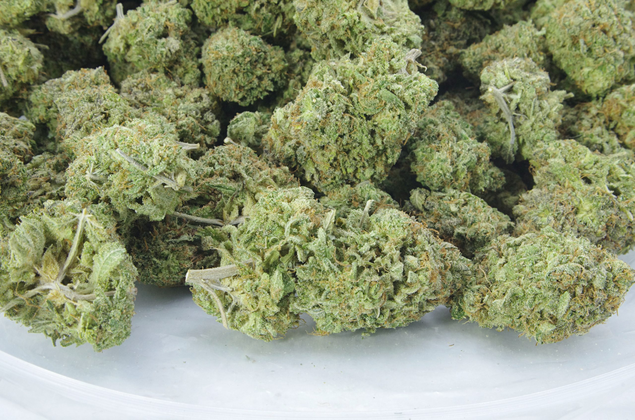 Lemon Candy bag Van Isle Exotics scaled Van Island Exotics - Lemon Candy (Oz Special)