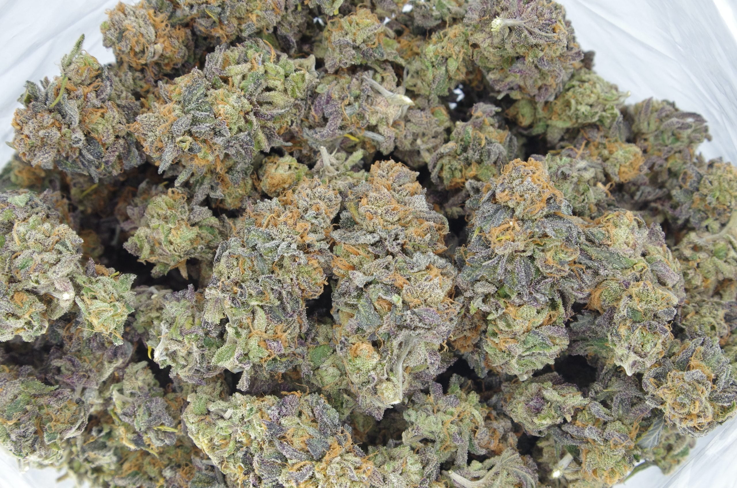 gastro pop bag scaled Van Island Exotics - Grape Face