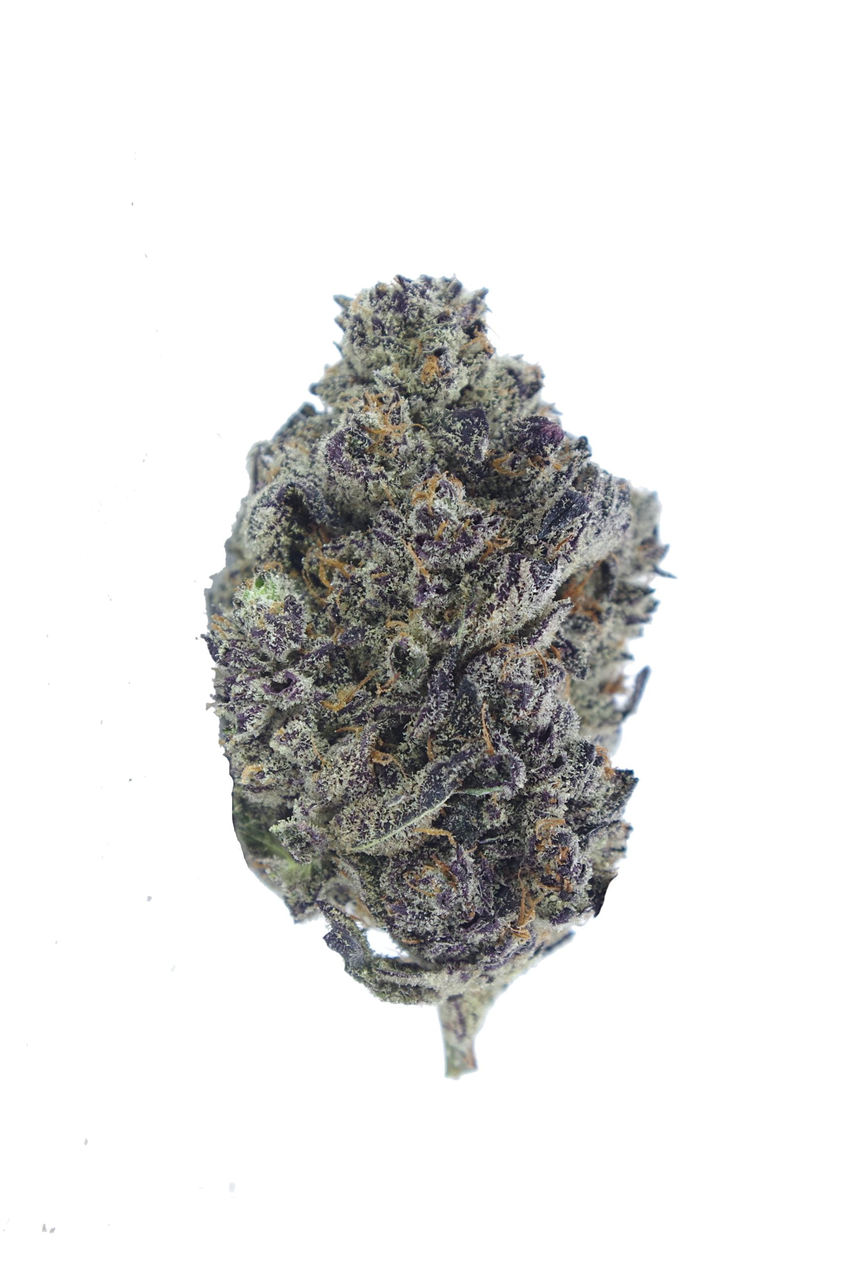 White Truffle Bud 2 scaled Black Truffle Oz Special