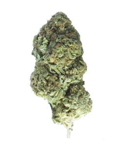 buy blue mataro online
