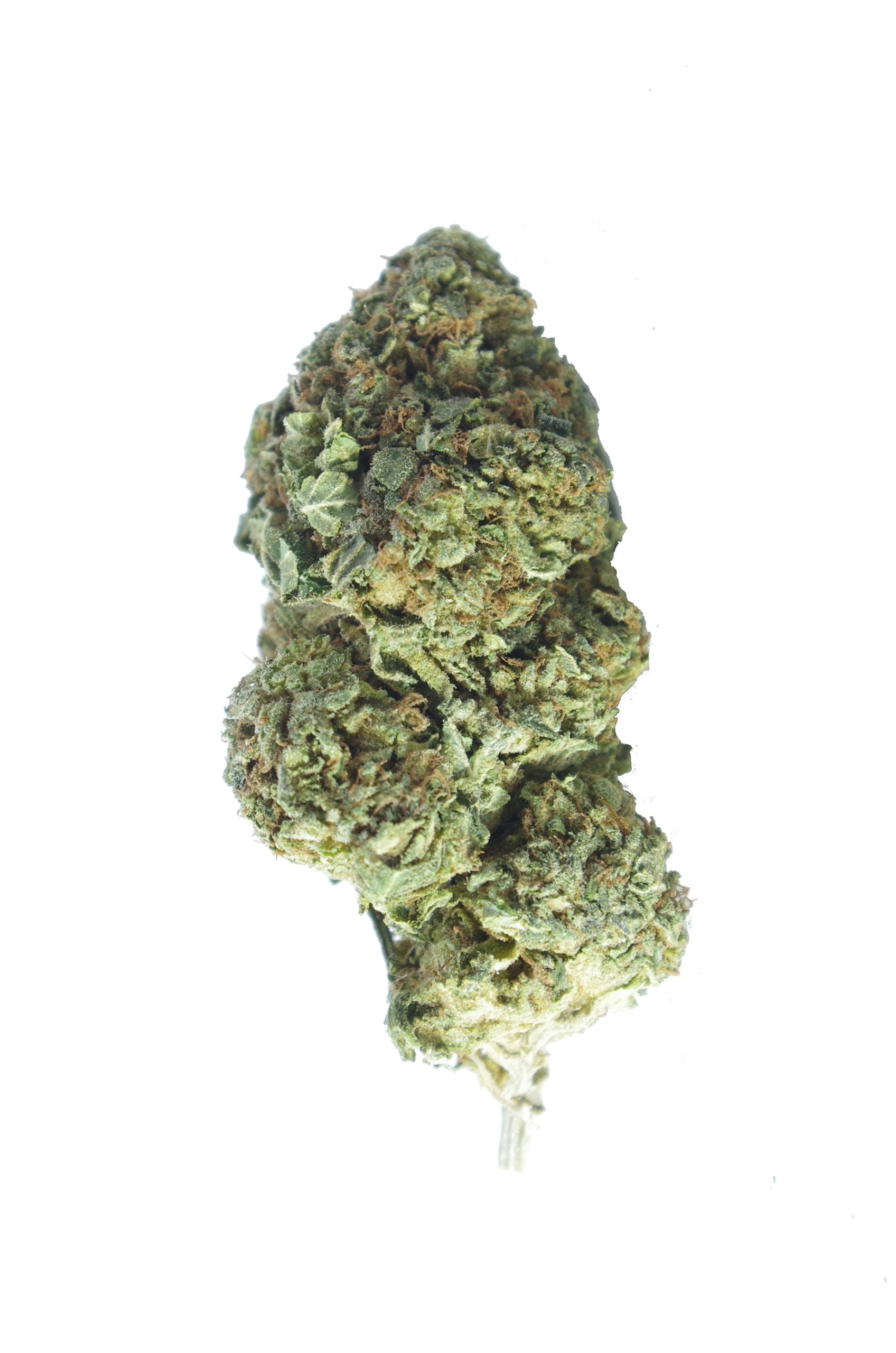 blue mataro bud scaled Blue Mataro (Oz Special)