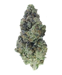 buy pink insanity online