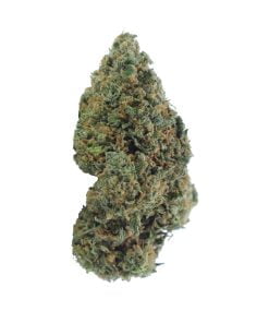 buy snoops dream online