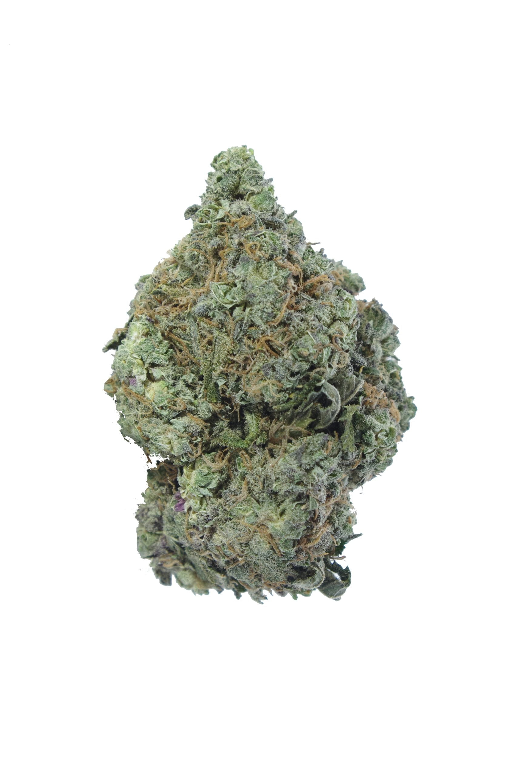 black widow bud scaled Black Widow Oz Special