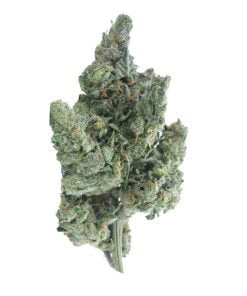 buy jelly rancher online