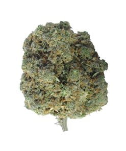 buy mango peyote