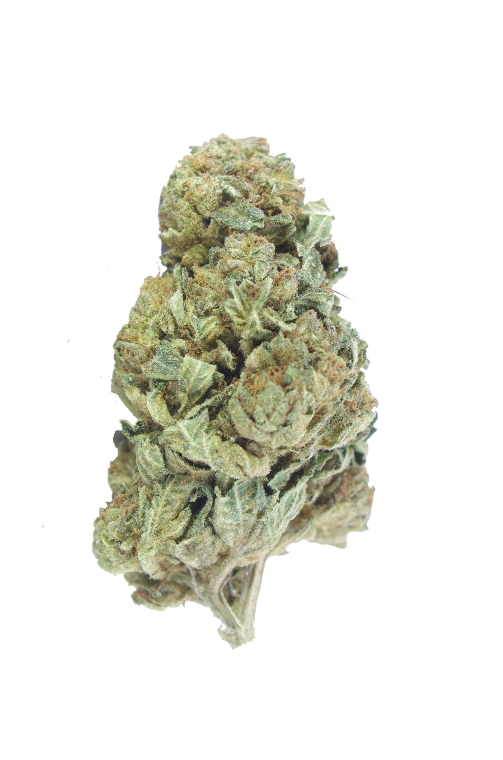 OG Haza Bud scaled OG Kush (Oz Special)