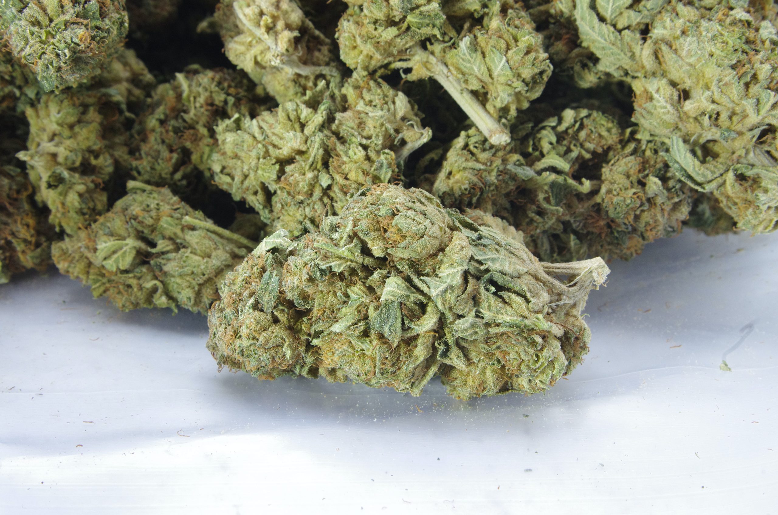 OG haza bag scaled OG Kush (Oz Special)