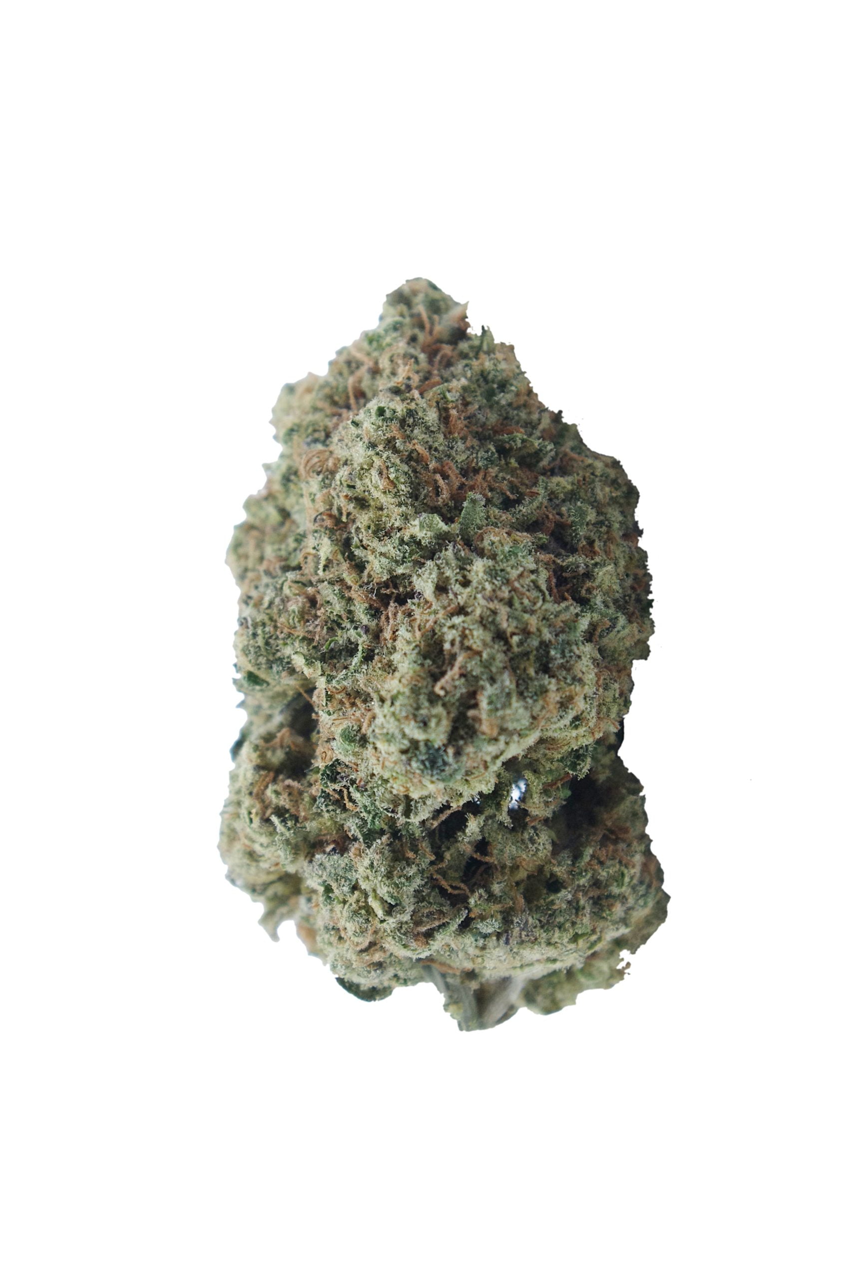 Sherbet OG bud scaled Sherbert OG