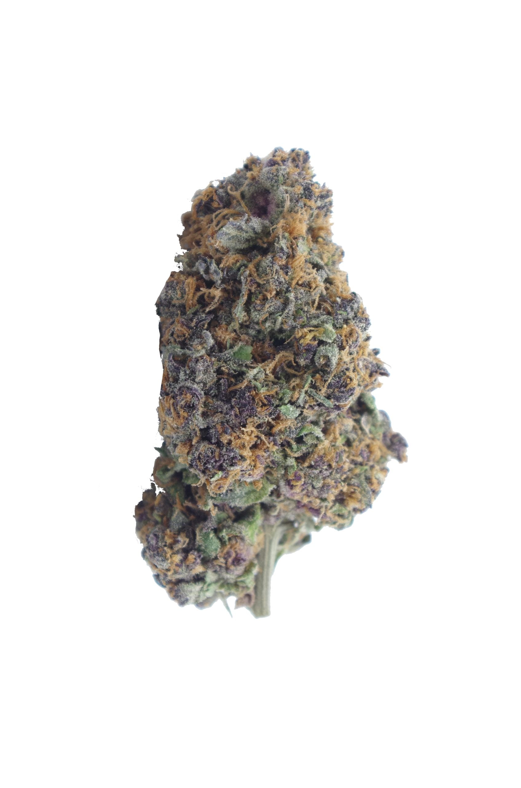 purple tangie bud scaled Purple Tangie (Oz Special)