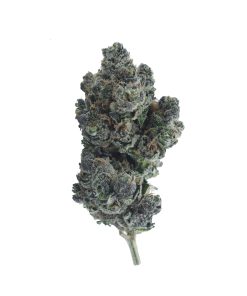 buy white berry online