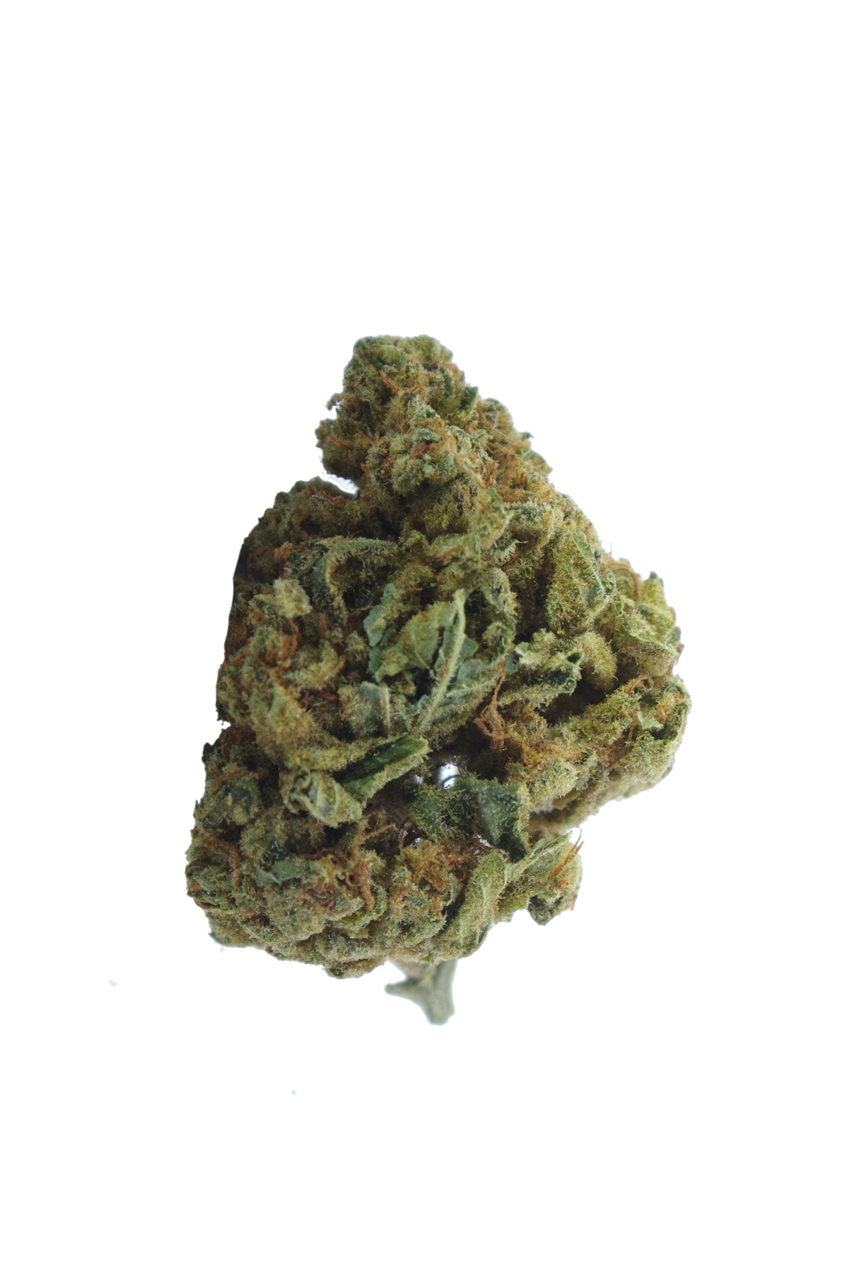 tg bud scaled Butterscotch Oz Special