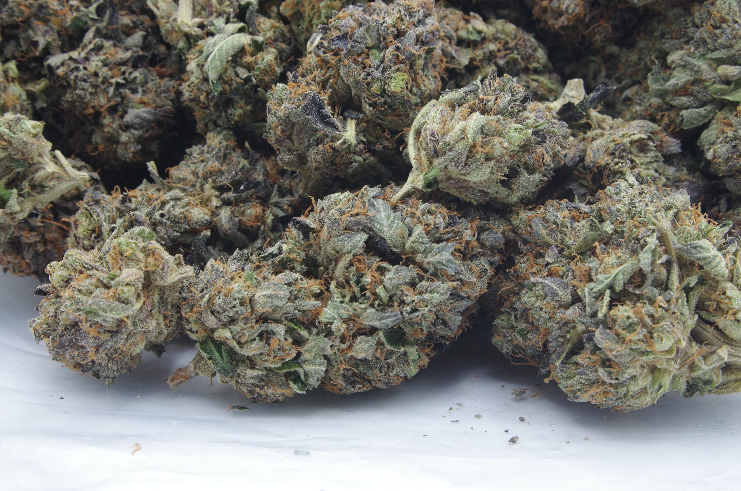 Coma Bag scaled Comatose OG (Oz Special)