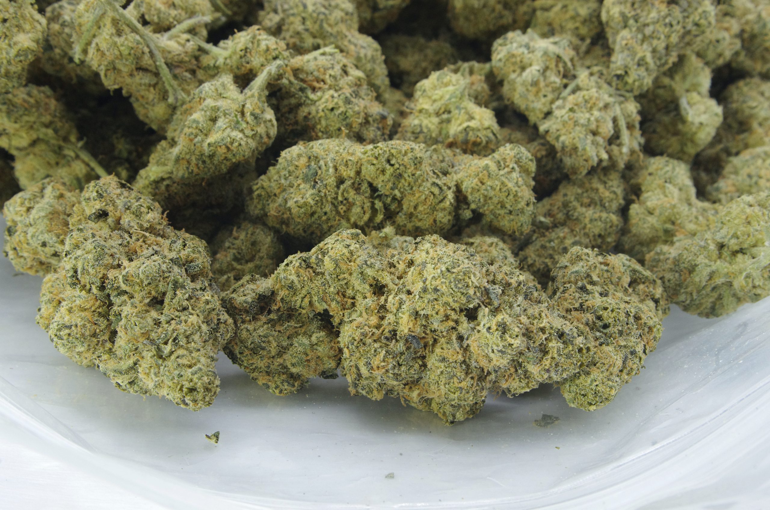 ICC bag oct12 scaled Tropicanna (Oz Special)