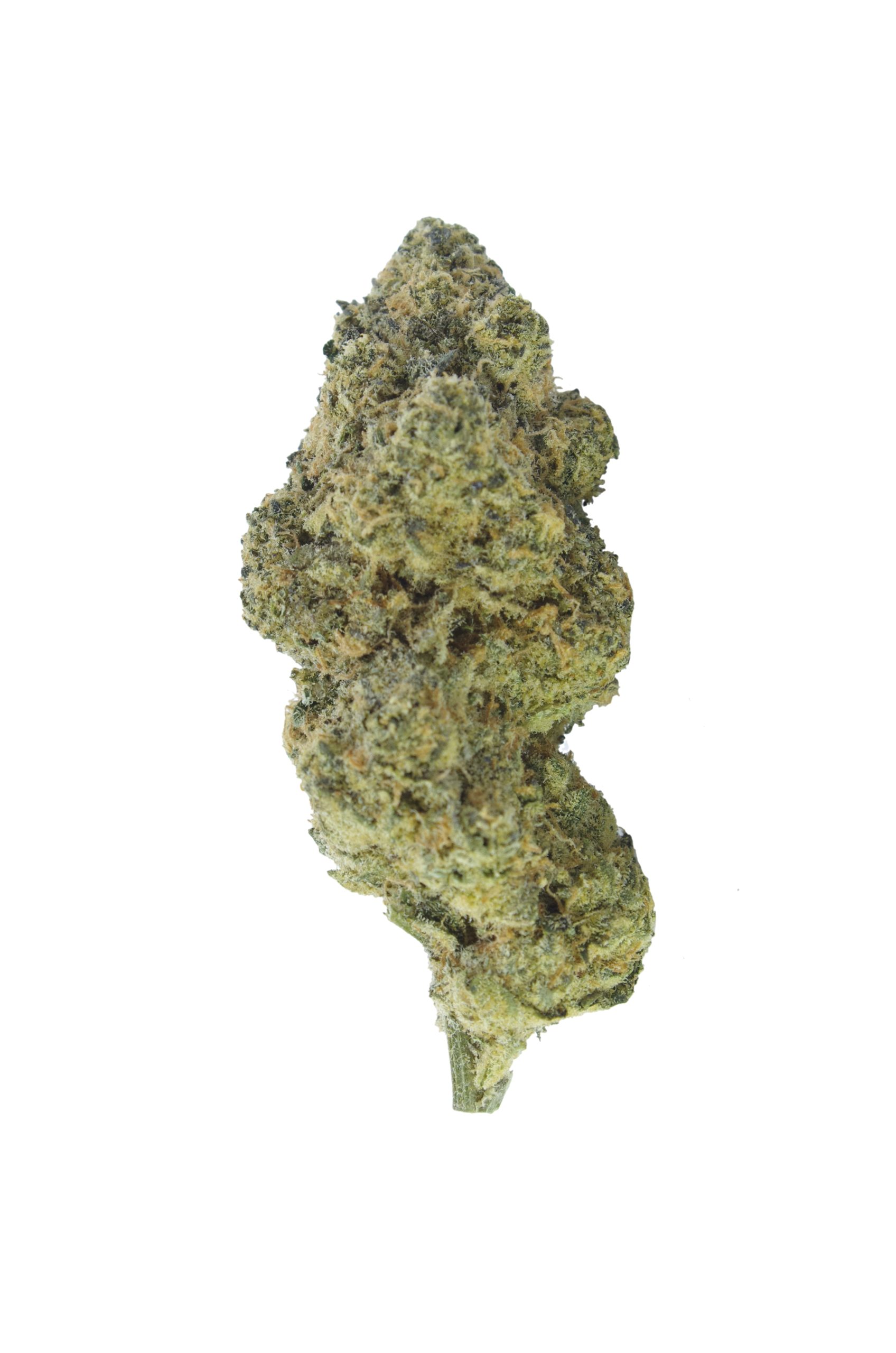 ICC bud oct12 scaled Tropicanna (Oz Special)