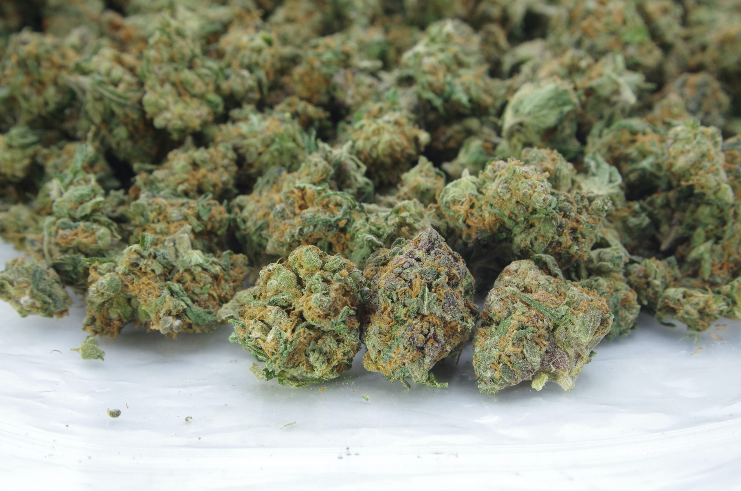 blue haze bag h7 smalls scaled Blue Haze Smalls (Oz Special)