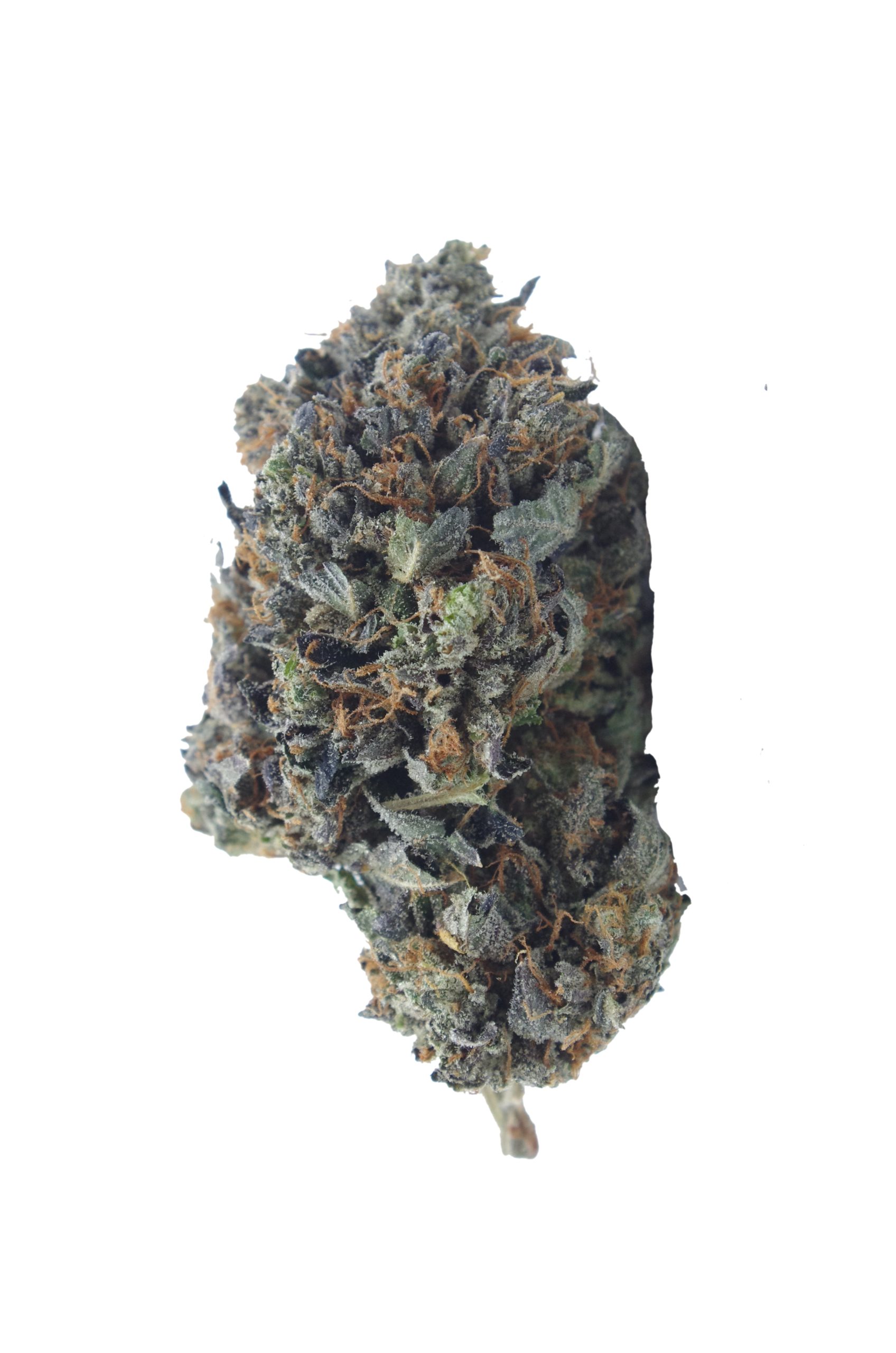 coma bud scaled Comatose OG (Oz Special)
