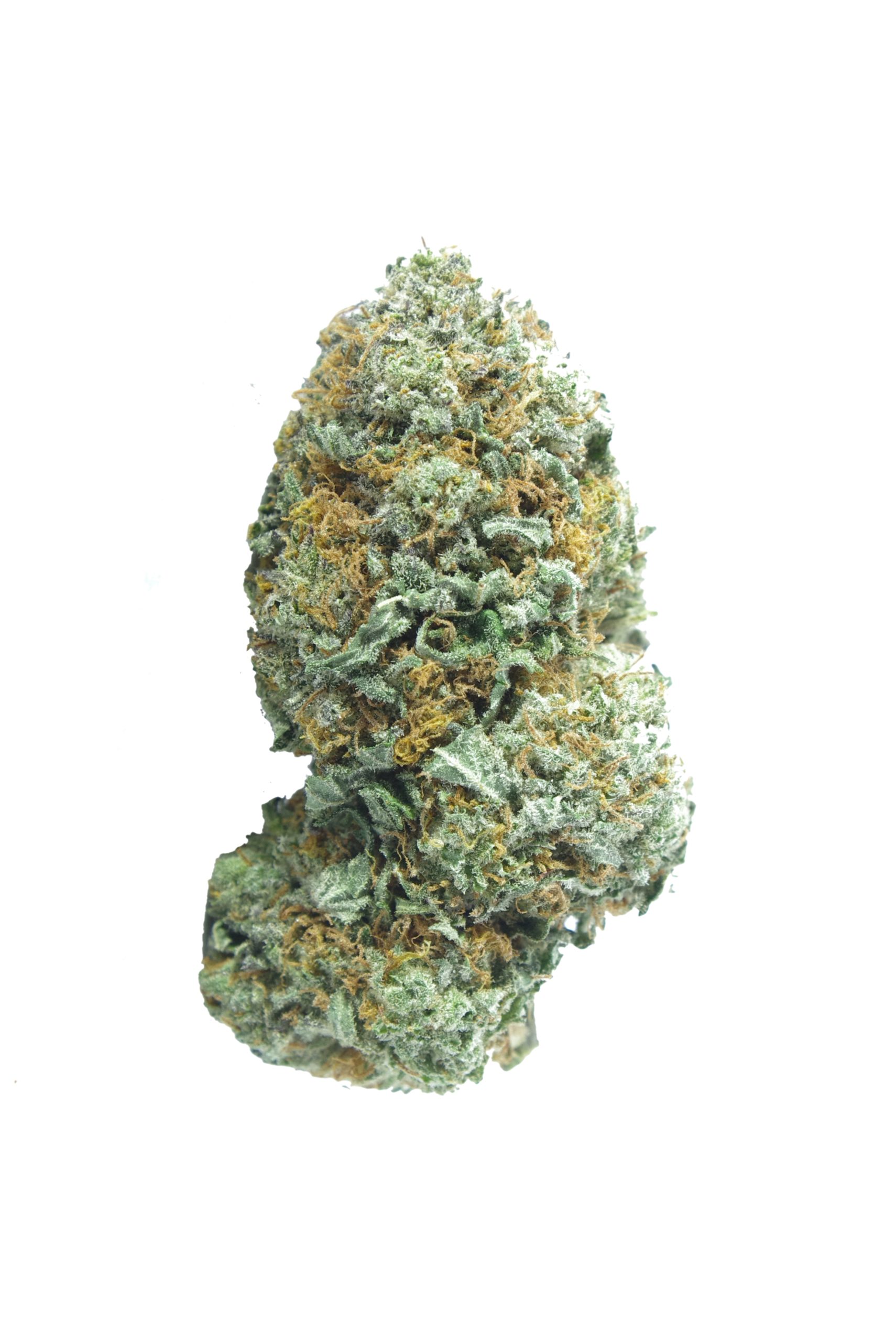 Black Rose Bud scaled Black Rose (Oz Special)