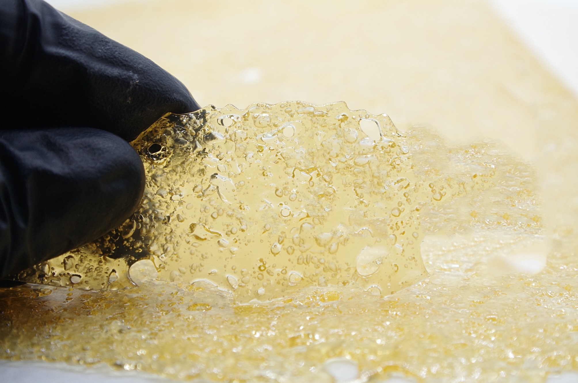 El Chapo shatter glove El Chapo Shatter