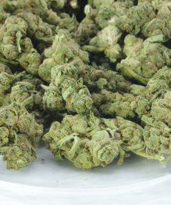 buy g13 hash plant online