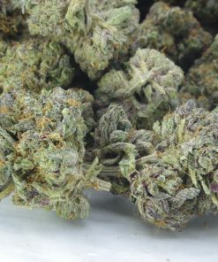 Gas Militia Black Skunk Bag buy gas militia black skunk online