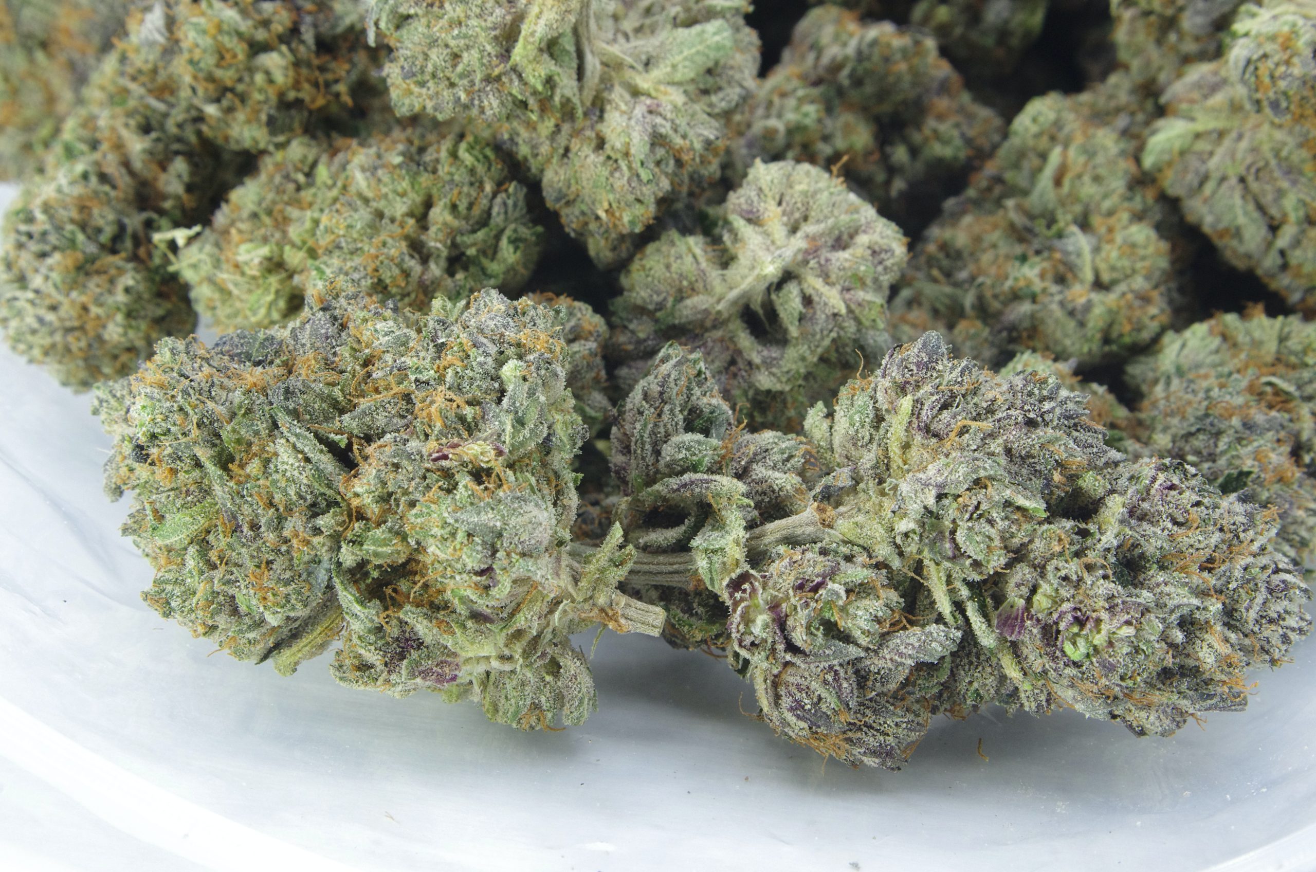 Gas Militia Black Skunk Bag scaled Gas Militia - Black Skunk