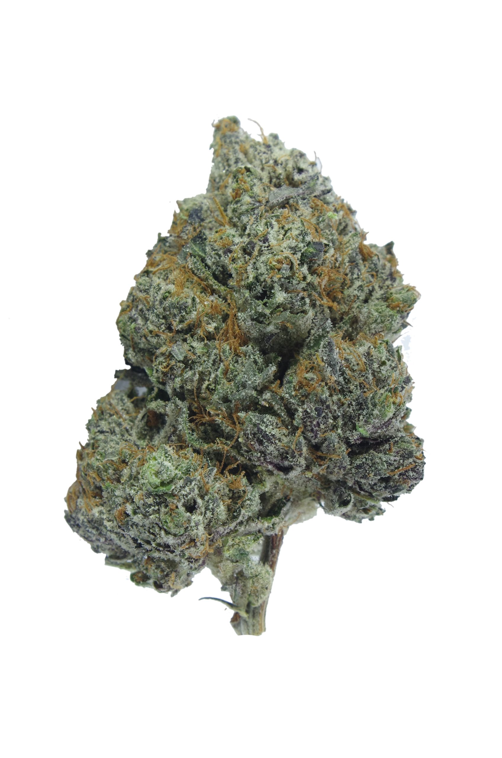 Gas Miltia Black Skunk Bud scaled Gas Militia - Black Skunk