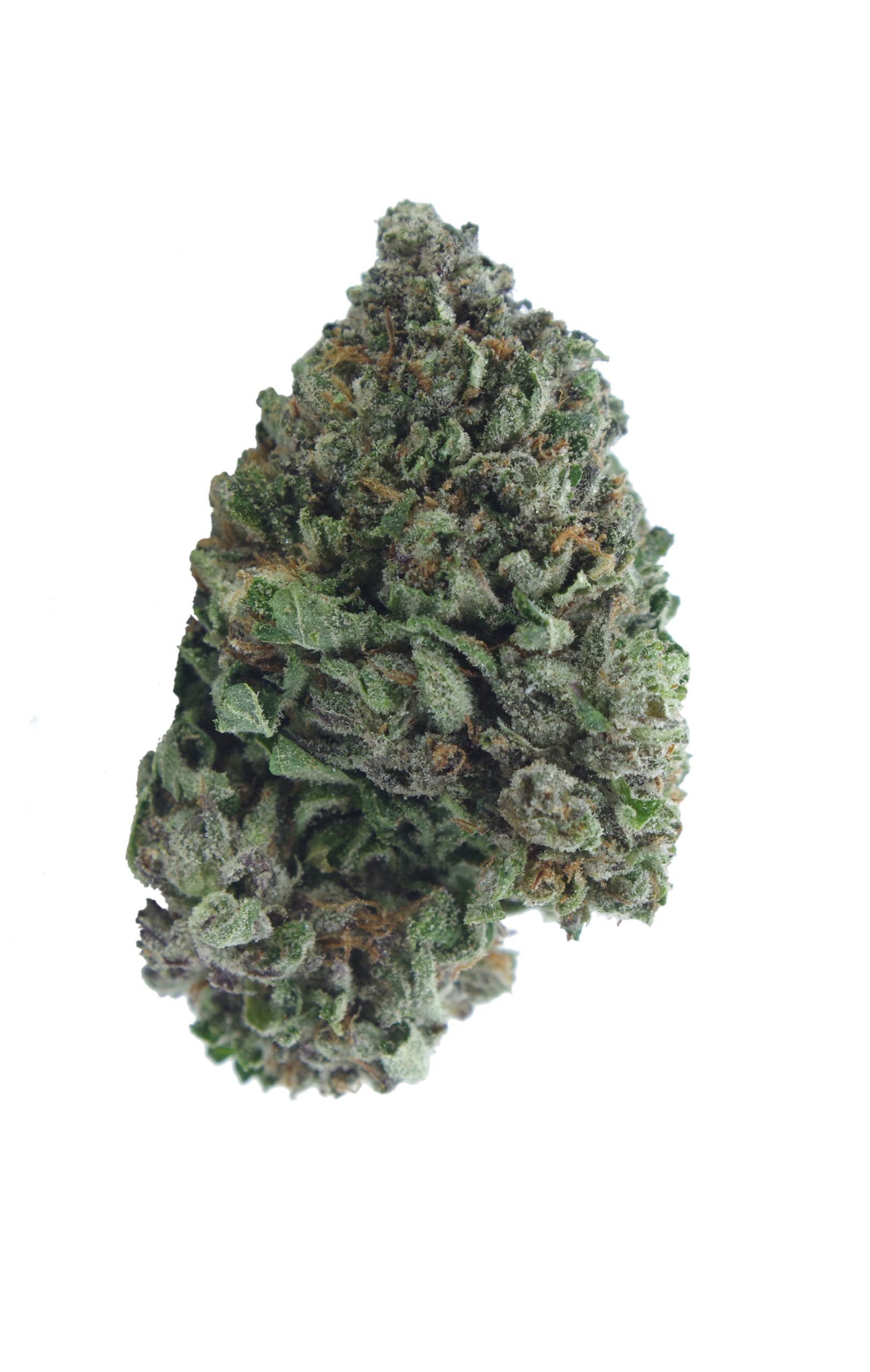 Greasy Pink Bud nov23 scaled Greasy Pink (Oz Special)