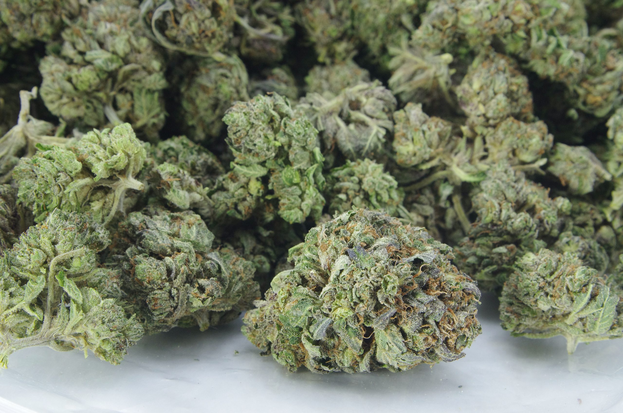 Greasy Pink bag nov23 scaled Greasy Pink (Oz Special)
