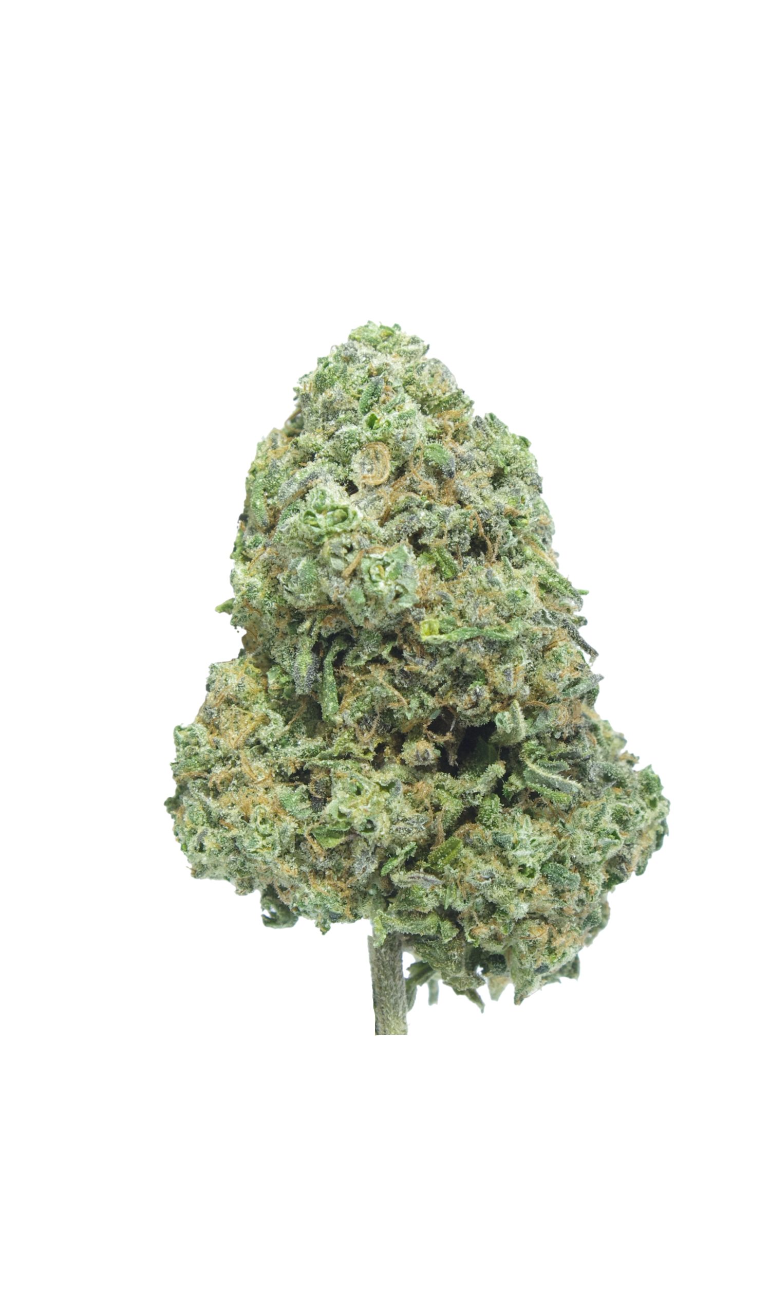Ice Cream Dream bud scaled Ice Cream Dream (Oz Special)
