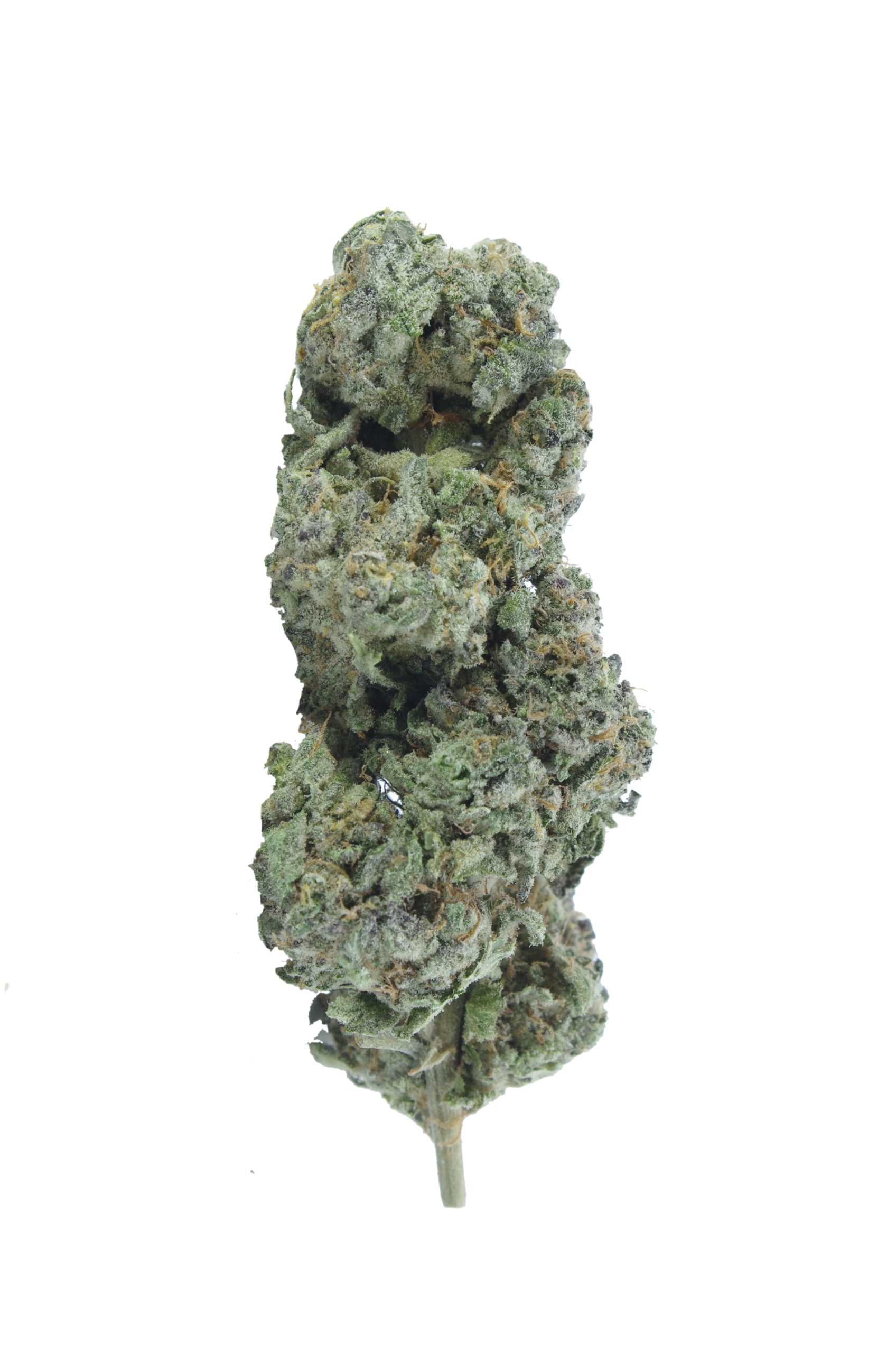 Lemon Brulee bud scaled Lemon Brulee (Oz Special)