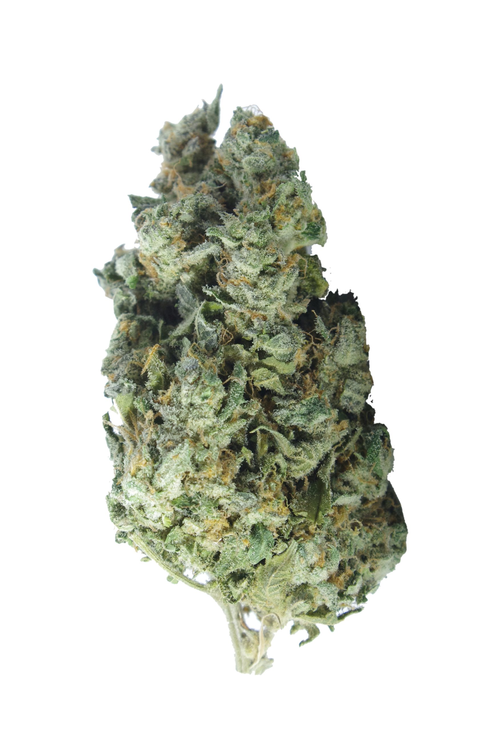 Mandarin Zkittles bud scaled Mandarin Zkittles (Oz Special)