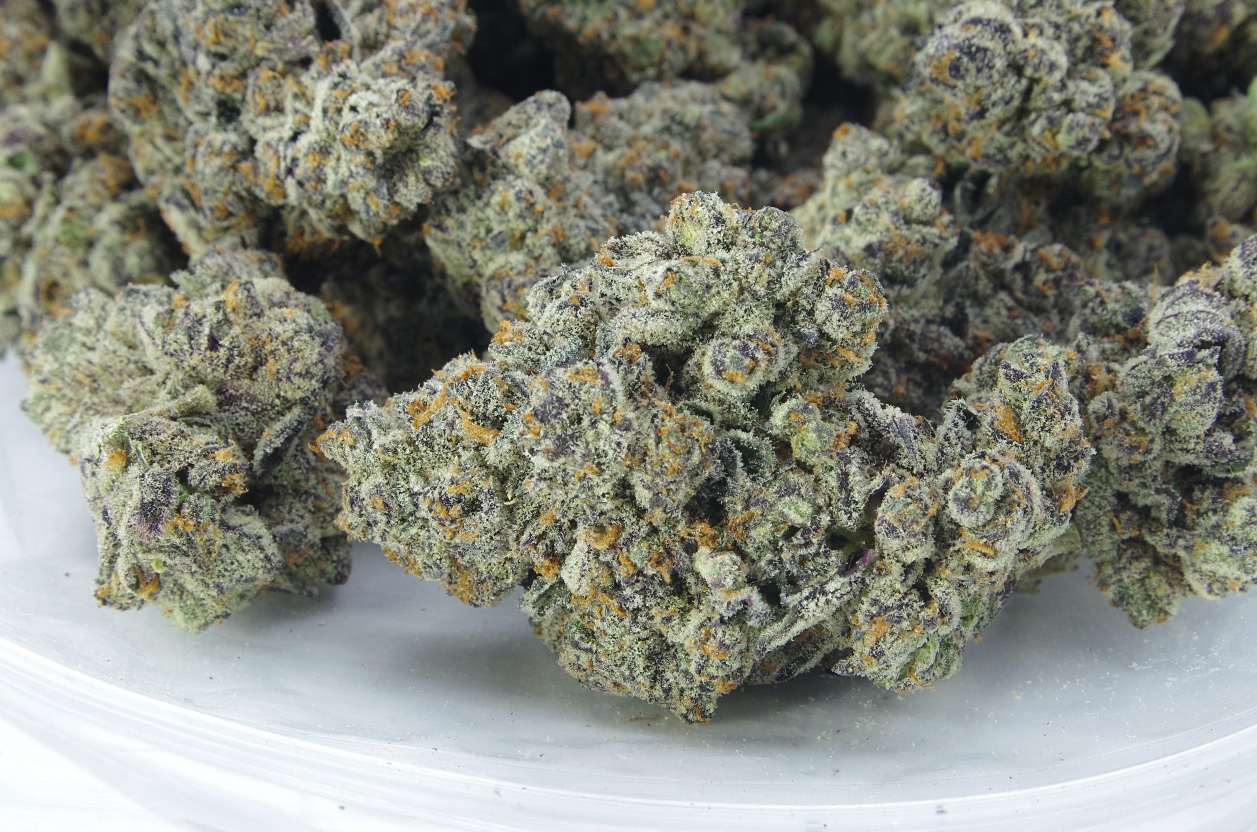 VIE Tropical Punch scaled Van Island Exotics - Tropical Punch