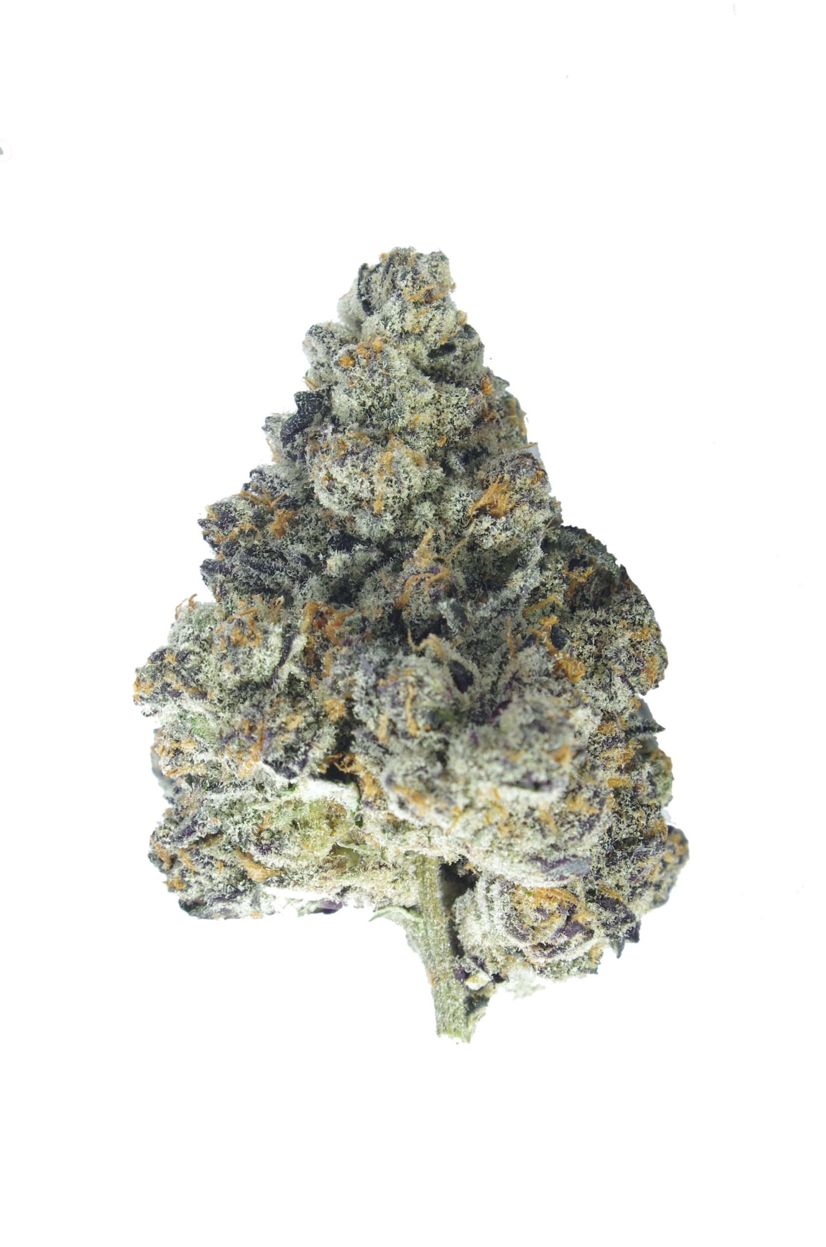 VIE Tropical Punch scaled Van Island Exotics - Tropical Punch