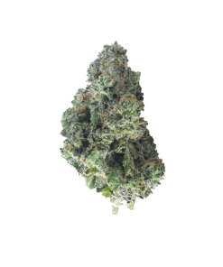 buy blackwater online