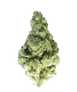 buy g13 hash plant online