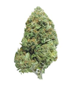 buy pinetar online