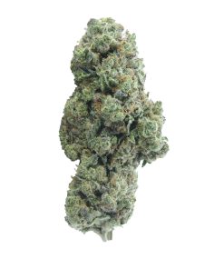 buy blue hawaiian online