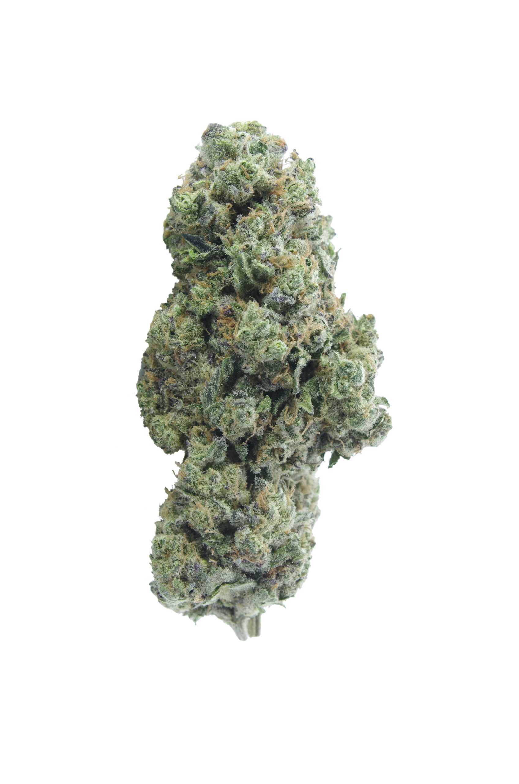 Blue Hawaiian Bud scaled Blue Hawaiian
